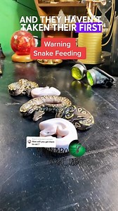 265K views · 1.8K reactions | This snake-feeding trick is amazing! | The Molinaro Snake Lab | Facebook