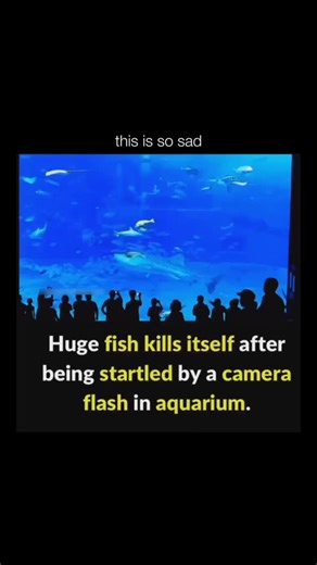 Memes | News | Entertainment | A saddening video, reportedly filmed in 2013 at a Japanese aquarium, captures the tragic and unexpected death of a tuna fish. The footage... | Instagram