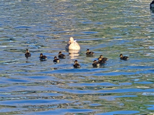 Duckling, duckling, gosling: Spring arrivals are out at some Las Vegas valley parks