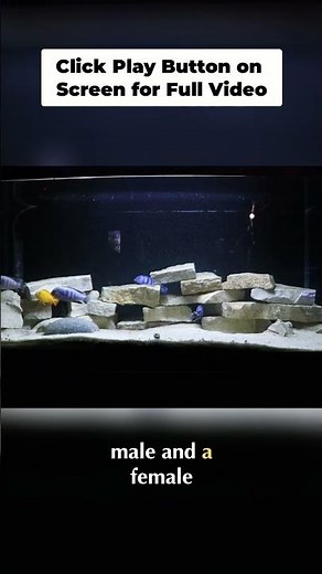 Mouthbrooding Fish: Easiest Reproduction Method Explained!