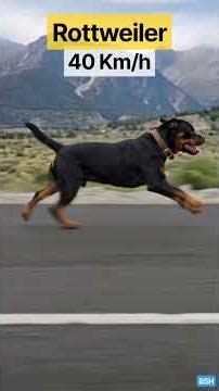 The Fastest Dog in the World! #dog #shorts