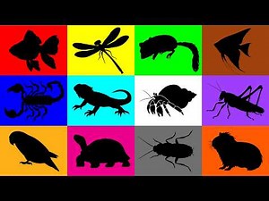 My Pets: Turtle, Grasshopper, Guineapig, Dragonfly, Fish, Dormouse, Goldfish, Scorpion, Cockroach