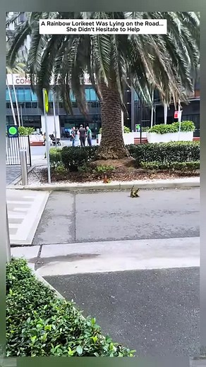 4.2K views · 76K reactions | Poor bird . .  Credit Unknown (dm credit remov) . . . . #animals #nature #animal #pets #cute #wildlife #love #pet #cats #dogs #dog #photography #cat #instagram #naturephotography #of #photooftheday #dogsofinstagram #birds #catsofinstagram #instagood #petstagram #art #wildlifephotography #animallovers #puppy #petsofinstagram #animalphotography #animalsofinstagram | animals wordl | Facebook