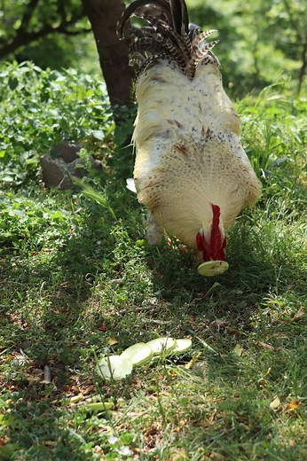 How to Make a Capon From a Rooster