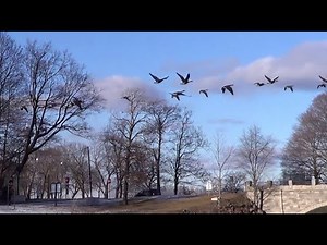 Canada Geese Taking Off HQ HD