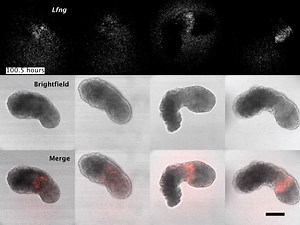 19K views · 440 reactions | A Nature paper shows the generation of complex embryo-like structures from mouse embryonic stem cells, called gastruloids, and how they can now grow somites, the blocks of tissue that later develop into the vertebrae and muscles of the embryo. Read the paper: https://go.nature.com/37IHCT6 | Nature Portfolio | Facebook