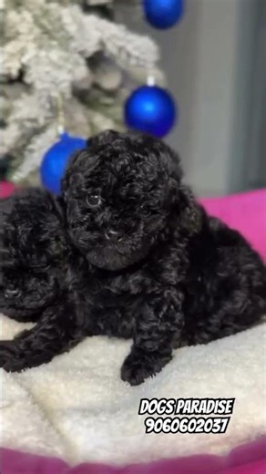 Black Toy Poodle At Dogs For Sale Bangalore(Dogs Paradise)#puppy#petshub#9060602037#cute#pets#dogs