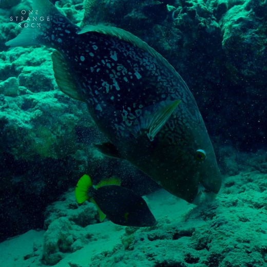 Some sand—like on the beaches of the Maldives—is made from parrotfish poop! These fish nibble on algae growing on dead coral, and sometimes they accidentally digest the coral, eventually pooping it out as sand. On some islands, over 70 percent of sand comes from tiny parrotfish stomachs. 💩 #OneStrangeRock is now streaming on Disney . | National Geographic Kids