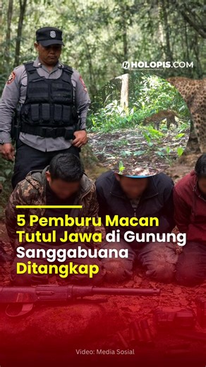 Aksi perburuan liar macan tutul Jawa di kawasan Hutan Negara Gunung Sanggabuana akhirnya terbongkar. 🚨 Lima terduga pelaku diamankan Polres Karawang setelah terekam kamera trap milik Sanggabuana Conservation Foundation (SCF). Dalam rekaman, macan tutul terlihat pincang dan kurus kering, diduga akibat luka tembak. Para tersangka berinisial J, AM, M, A, dan UM kini dijerat pasal berlapis, termasuk kepemilikan senjata api ilegal di kawasan hutan negara. #MacanTutulJawa #PerburuanLiar #GunungSangga