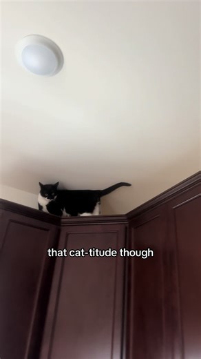 Sassy Cats: Embracing the Attitude