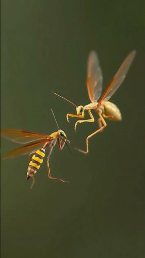 Beast Battles/Praying Mantis vs Asian Giant Hornet