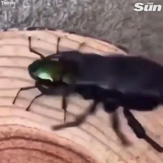 Real beetle wrestles robot one in ultimate deathmatch – who’s your money on?