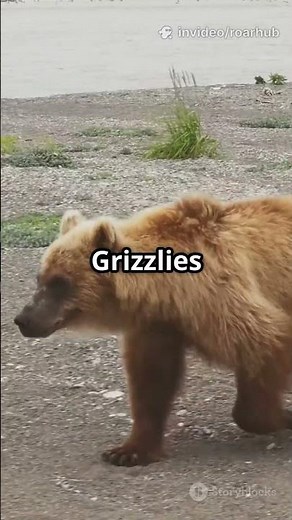 Kodiak Bear vs Grizzly – Who Would Win a Fight?
