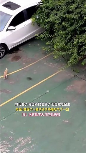 時代變了 貓也不捉老鼠了 而是被老鼠追老鼠 憋屈了一輩子終於揚眉吐氣了一回