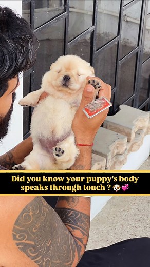 Did you know your puppy’s body speaks through touch ? 🐶❤️ 🔔Follow @woof_cruise @woofcruise.tribe for more puppy care & training insights! 🙇💭Comment your pup’s favorite cuddle spot! 📲Save this reel to build a stronger bond every day. Your puppy feels every touch - but not all spots are the same! Here’s where your little one loves gentle strokes ❤️ and where to be extra careful 👇 1. Muzzle and Nose • Use: Avoid poking or tapping; gentle caresses along the sides of the muzzle are soothing. • 