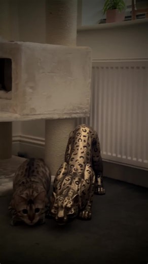 Cats reach terminal velocity of 60 mph when falling Here's why. Light bone structure, small size, and thick fur reduce terminal velocity to half that of humans CatCog | @cat.cognition #catcog #catfacts #catsoftiktok #catanatomy #catscience