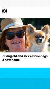 Have you considered adopting an older dog? 🐶 These three Devonport women call themselves Charlie’s Angels and are on a mission to see more rescue dogs find forever homes. Stream Australia Day Live from Friday 26 January 7.30pm on ABC iview and ABC TV. #RescueDogs #Pets #Tasmania #AusDayLive | ABC Australia