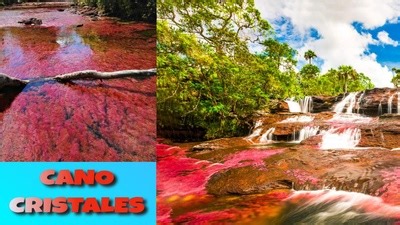 Cano Cristales -River of Five Colours