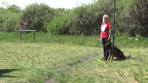 10K views · 259 reactions | Alle Videos online! Jetzt alle Videos der SV LG-FCI (LG19 Sachsen-Anhalt - OG Bernburg) 2022 auf working-dog.com ansehen! https://www.working-dog.com/results/SV-LG-FCI--LG-19-2022---IGP-3-21303818 working-dog: Share your Passion! | Working-dog | Facebook