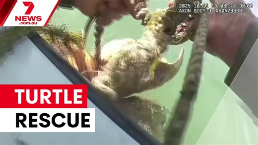 Sea turtle rescued from crab trap off Miami