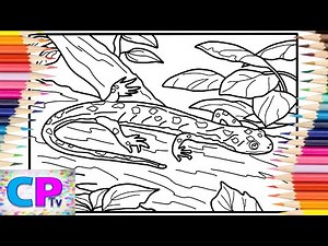 Salamander Coloring Pages/Coloring of Reptiles/Syn Cole - Gizmo | NCS - Copyright Free Music