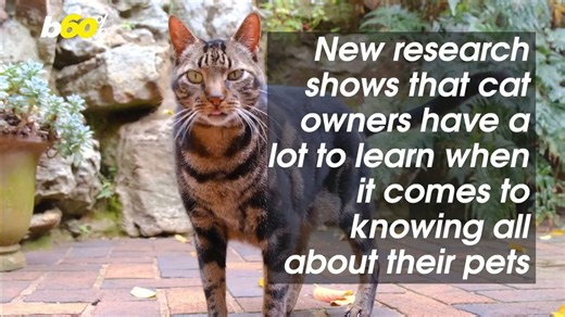 Cat owners don't know as much as they think they do about their pet!