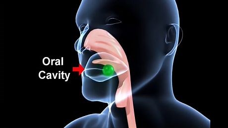 人体消化系统概述，3D动画