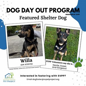 Meet Willa, a sweet and gentle soul looking for her forever home! During our first meeting, Willa was a bit nervous but with some patience, treats, and a morning adventure, she warmed up quickly. She enjoys long walks in the park and is curious yet respectful around other dogs. Willa is looking for that one special person who will understand her slow-burning nature and give her the love and attention she deserves. Could you be Willa's perfect match? Adopt her today and experience the joy of havi