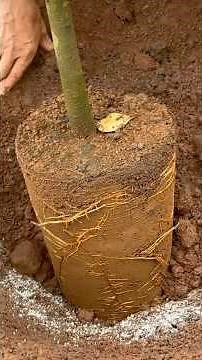 Planting Musang King Durian: Step-by-Step Guide to Growing the King of Fruits