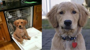 15 golden retriever kutyus, akik idén annyira cukik voltak, hogy arra nincsenek szavaink – képek