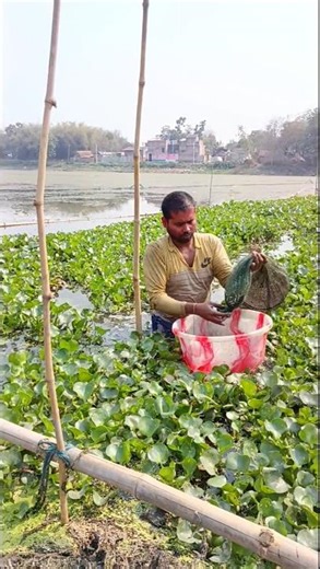 Amazing Net fishing #shorts #ytshorts