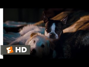Hotel for Dogs (4/10) Movie CLIP - Better Here Than the Pound (2009) HD