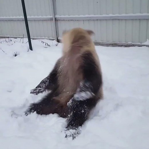 Bear and Dog Playing in the Snow || ViralHog