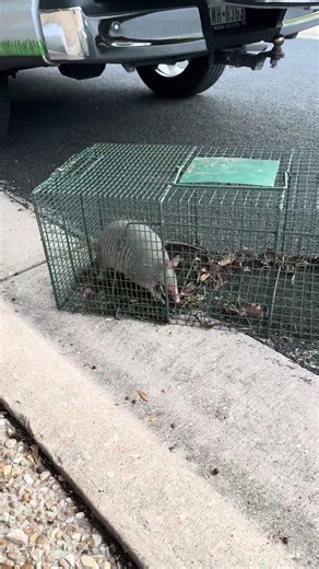 Safe & Humane: Wildlife Removal