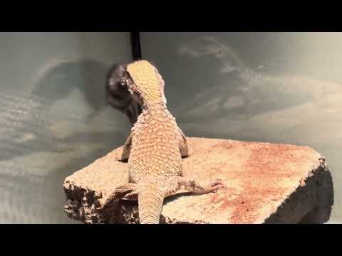 Feeding Savannah monitor a rat PT.3