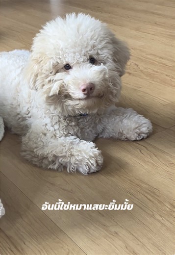 น่ารักของพุดเดิ้ลสายลับในคลิปตลก