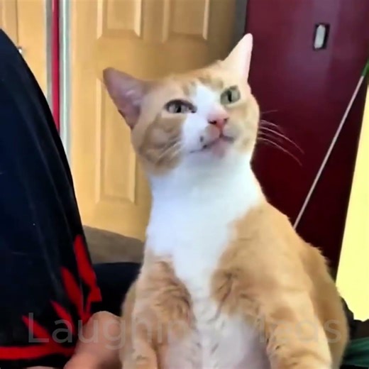 Daily Dose of Cats life😍😂😍 #catlife #funnycats #cats #catholics