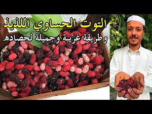 التوت الحساوي وطريقة حصاده الغريبة | سناب الاحساء