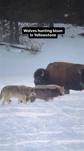 Andrea Baratte on Instagram: "Wolves hunting Bison in Yellowstone . Yesterday, many incredible scenes unfolded. The wolves tested multiple bison herds, and we were able to witness their final hunt before darkness fell. They traveled along the river corridor before noticing a group of bison ahead of them. A quick chase that did not lead to success showcased the sheer strength of the bison. They are difficult prey for wolves to hunt. I am very grateful to have witnessed this ancient battle within 