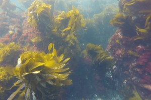 Algae!! In your…toothpaste? - Catalina Island Marine Institute