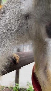 Layla, Romeo and Juliet our curious squirrel monkeys saying Hi to the camera!🐒📸 | Freya