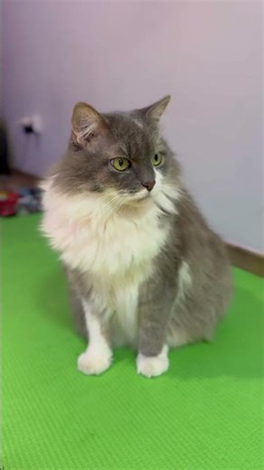 🐈‍⬛Happy Caturday from grumpy cat Josef 😁 #writerslife #catJosef #cats #catlovers #caturday