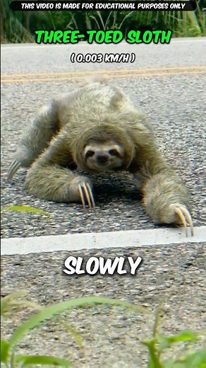 The 3 Slowest Animals | #shorts