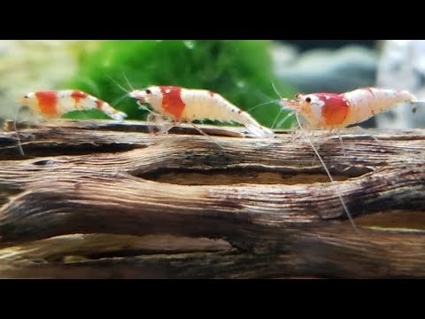 Explaining Caridina Shrimp Genetics. Mischlings, Golden Bee, Crystal Red, & Blue Bolt Breeding