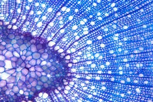 Flourishing faster: how to make trees grow bigger and quicker