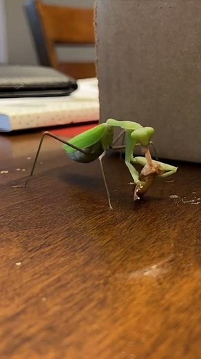 mantis Vs Cockroach 🪳
