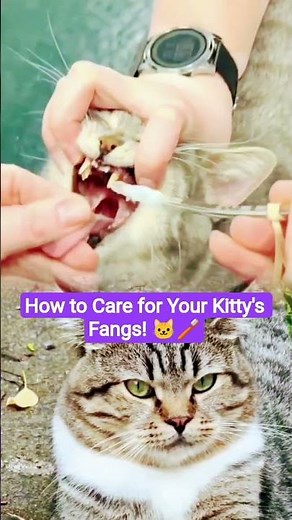 How to Care for Your Kitty's Fangs! 🐱