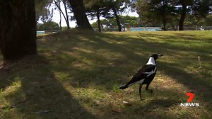 It's the season many locals fear, but with a new online alert system, you may be able to stay one swoop ahead of the city's magpies. 7NEWS had a chat to Gold Coasters to find out how they're protecting themselves from the flying natives. Download the 7NEWS app: 7news.link/7newsapp #7NEWS | 7NEWS Gold Coast
