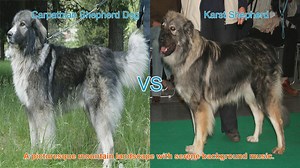 Carpathian Shepherd Dog vs. Karst Shepherd: A Breed Comparison
