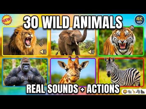 30 Wild Animal Sounds for Kids | Learn Real Animal Noises - Lion, Elephant, Tiger & More!